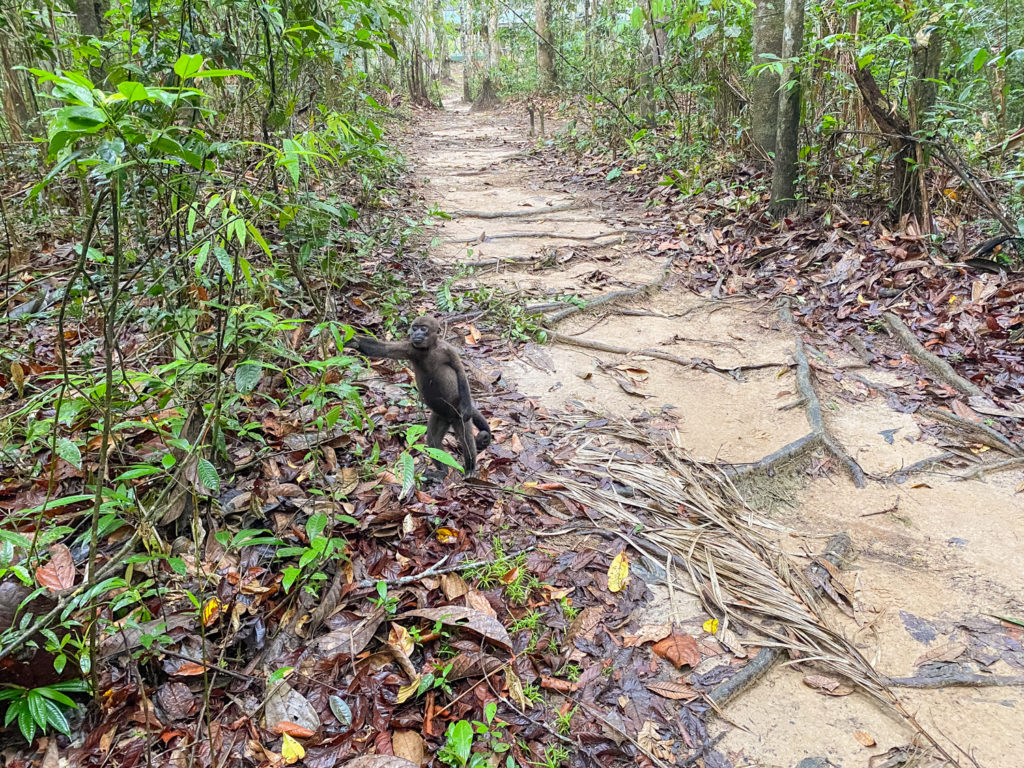 Mocagua Amazonas