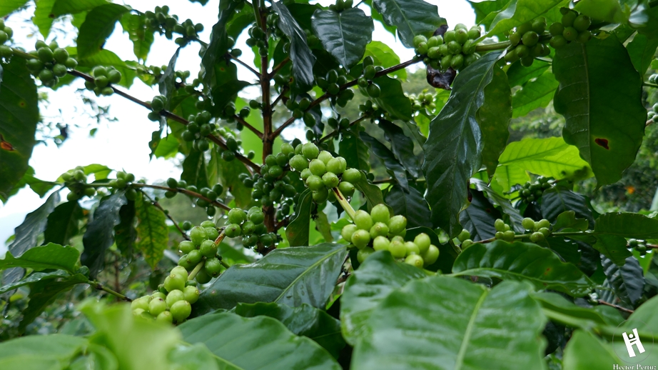 Como-llegar-Minca-Santa Marta